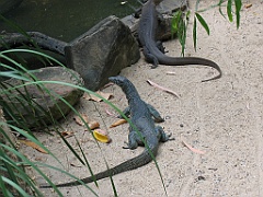 CairnsTC205 Cairns Tropical Zoo